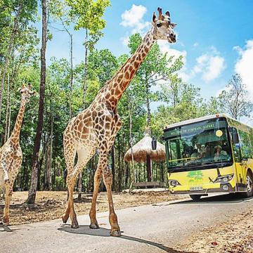 Sẽ cho thuê gần 413ha đất rừng làm khu safari